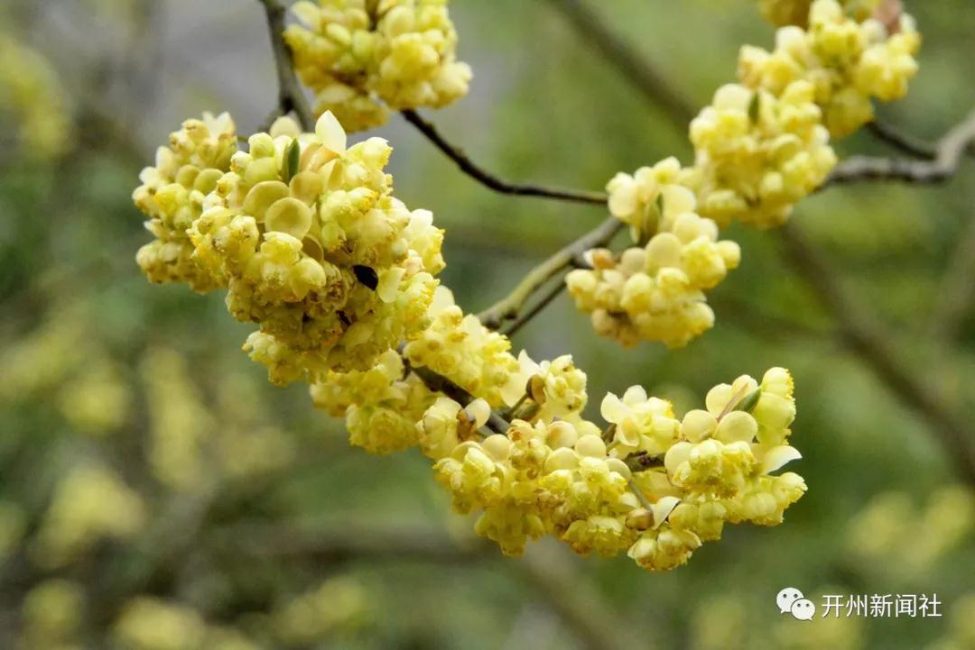 雷火电竞在线登录官网|山胡椒,对开州人来说并不陌生，可有多少人见过山胡椒花...(图3)