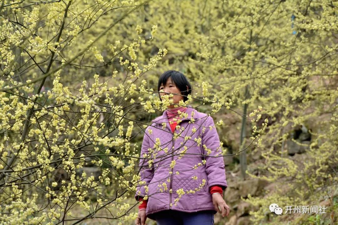 雷火电竞首页|山胡椒,对开州人来说并不陌生，可有多少人见过山胡椒花...(图4)