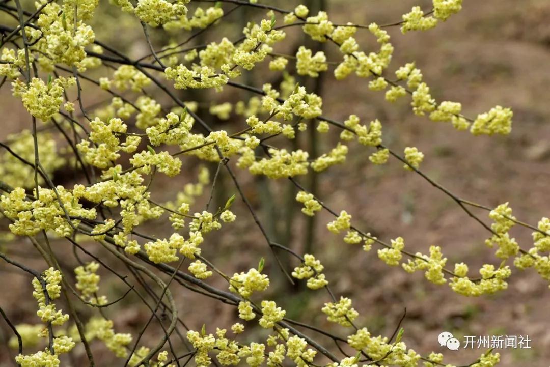 山胡椒,对开州人来说并不陌生，可有多少人见过山胡椒花...|泛亚电竞(图2)