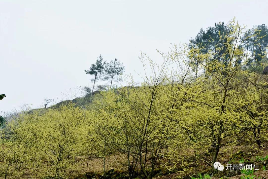 雷火电竞首页|山胡椒,对开州人来说并不陌生，可有多少人见过山胡椒花...(图5)