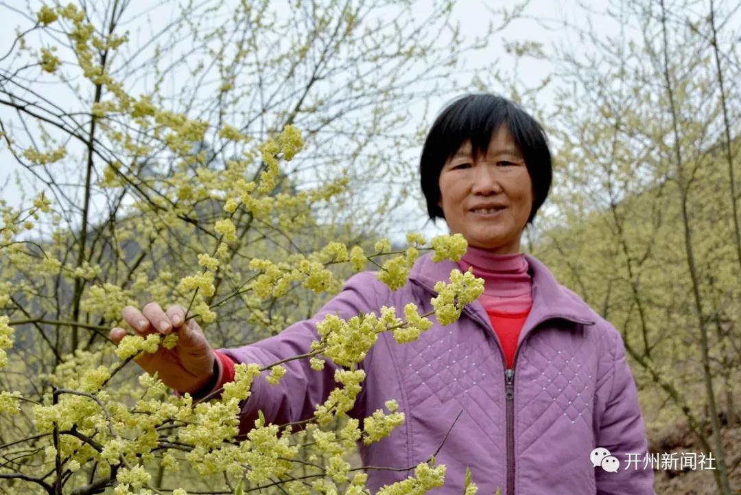 雷火电竞在线登录官网|山胡椒,对开州人来说并不陌生，可有多少人见过山胡椒花...(图7)