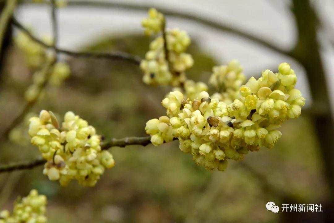 山胡椒,对开州人来说并不陌生，可有多少人见过山胡椒花...|泛亚电竞(图6)