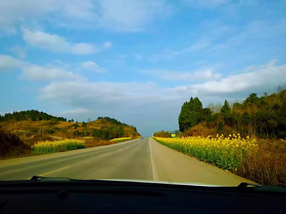 “雷火电竞首页”油菜花开啦！就在开州渠口 , 免费观赏!(图8)