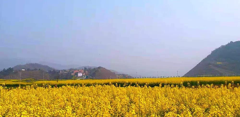 “雷火电竞首页”油菜花开啦！就在开州渠口 , 免费观赏!(图3)