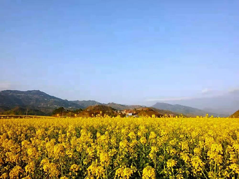 “雷火电竞首页”油菜花开啦！就在开州渠口 , 免费观赏!(图2)