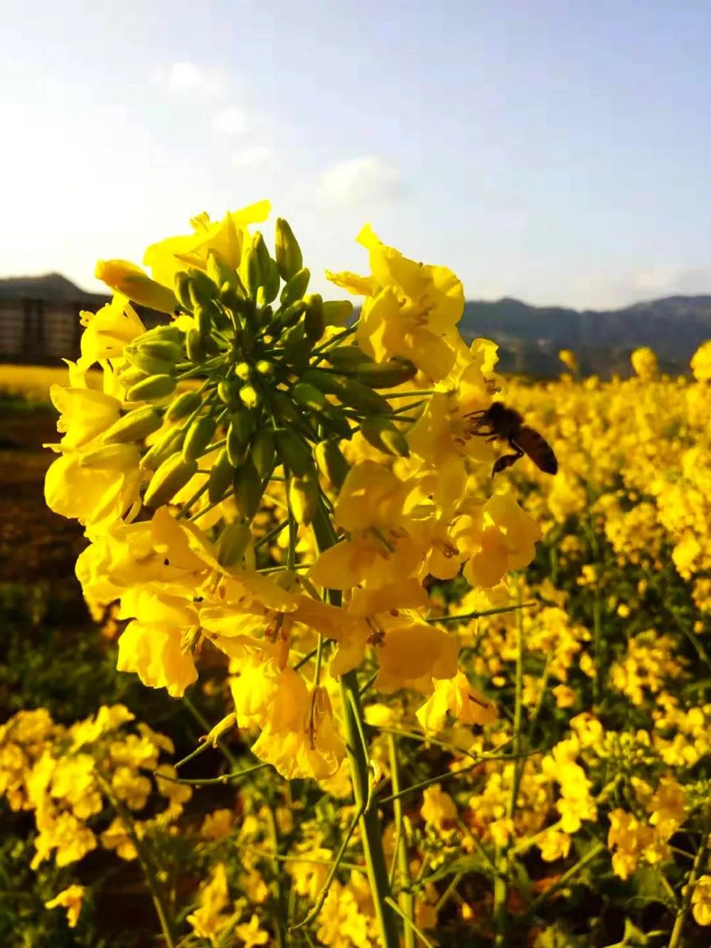 “雷火电竞首页”油菜花开啦！就在开州渠口 , 免费观赏!(图5)