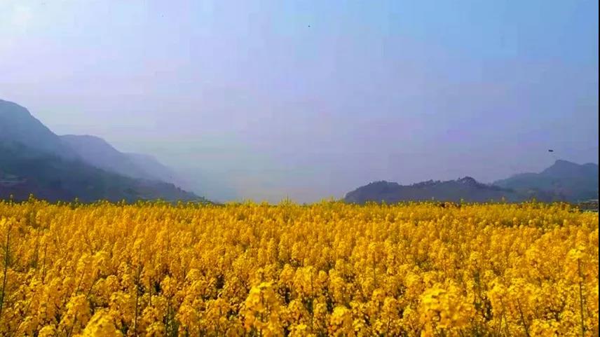 “雷火电竞首页”油菜花开啦！就在开州渠口 , 免费观赏!(图7)