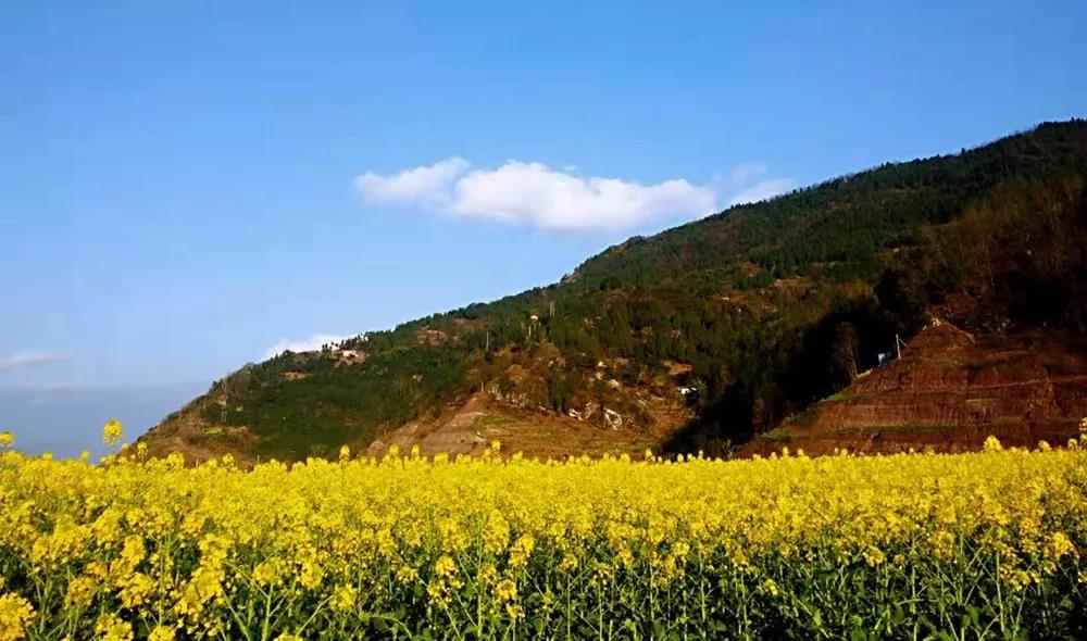 “雷火电竞首页”油菜花开啦！就在开州渠口 , 免费观赏!(图6)