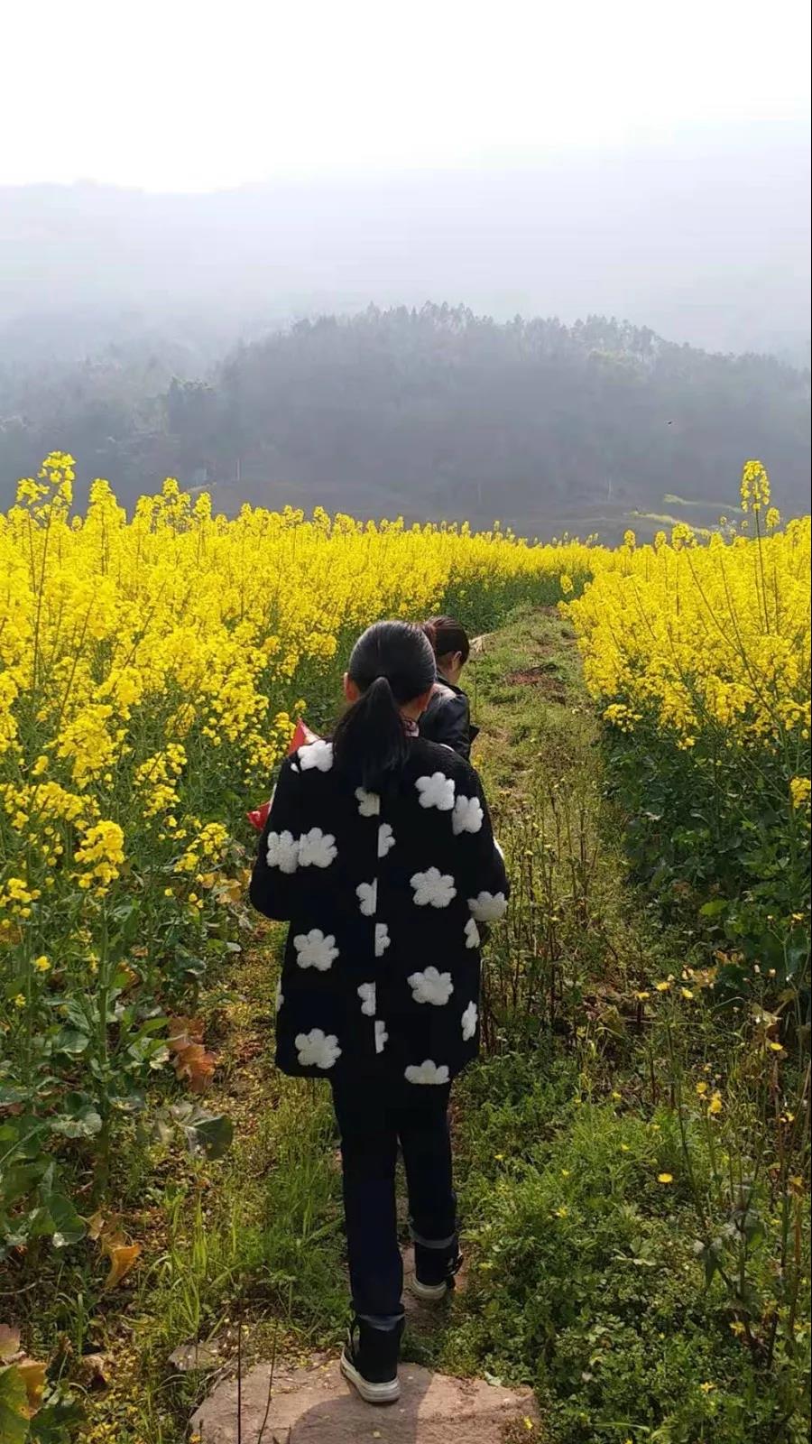 油菜花开啦！就在开州渠口 , 免费观赏!-半岛官网App下载(图4)