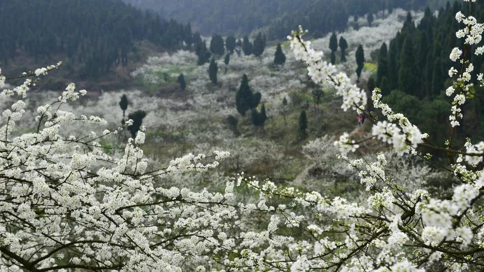 【im电竞】收藏！重庆最全李花观赏地出炉，开州有一个(图5)