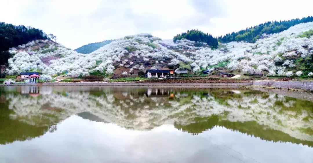 收藏！重庆最全李花观赏地出炉，开州有一个-泛亚电竞(图4)