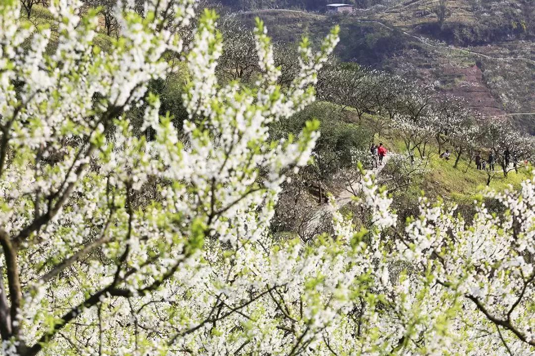 收藏！重庆最全李花观赏地出炉，开州有一个-泛亚电竞(图7)