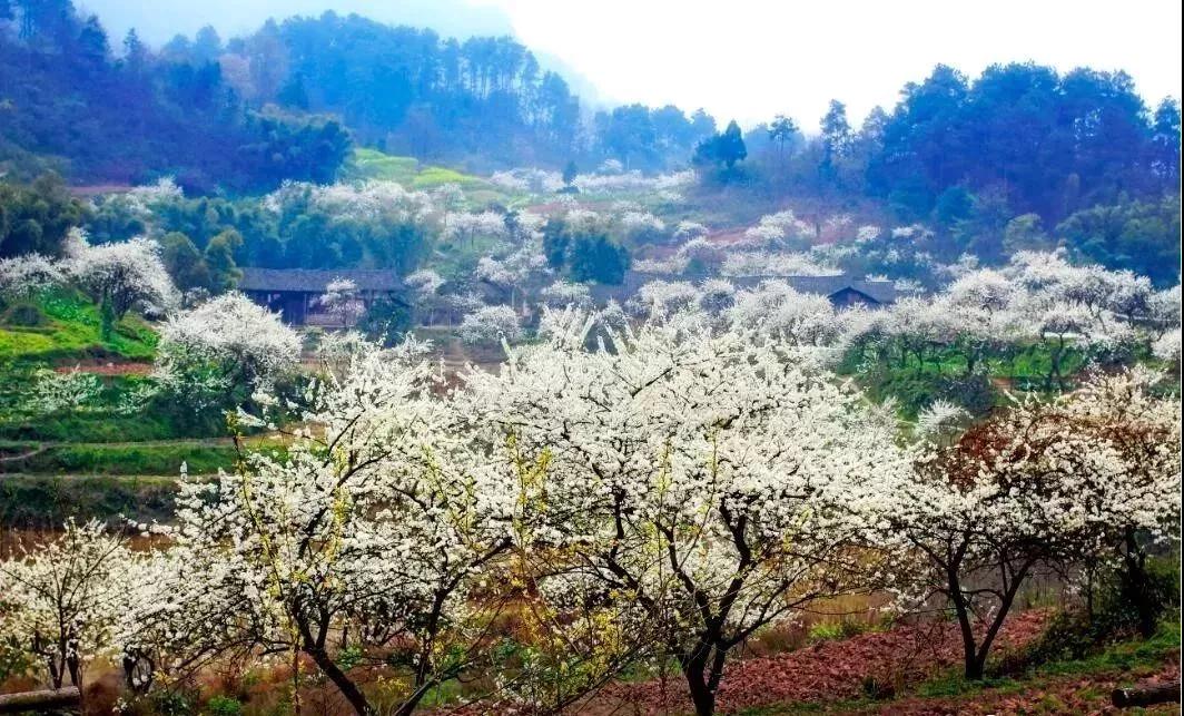 收藏！重庆最全李花观赏地出炉，开州有一个-泛亚电竞(图11)