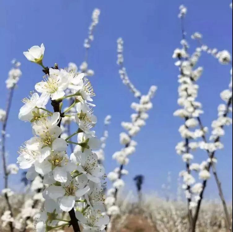 收藏！重庆最全李花观赏地出炉，开州有一个-泛亚电竞(图13)