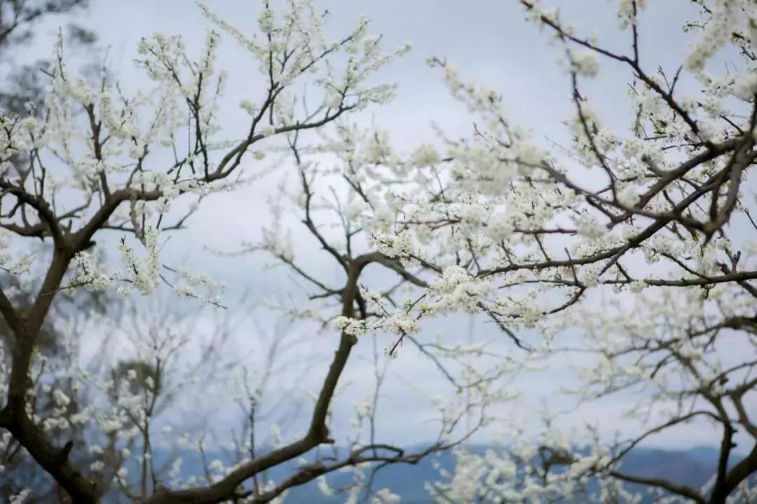 环球体育官网入口登录|收藏！重庆最全李花观赏地出炉，开州有一个(图22)