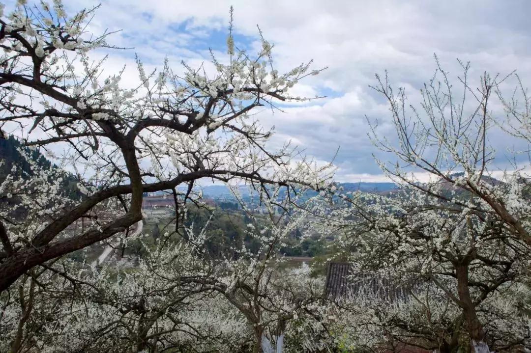 环球体育官网入口登录|收藏！重庆最全李花观赏地出炉，开州有一个(图24)