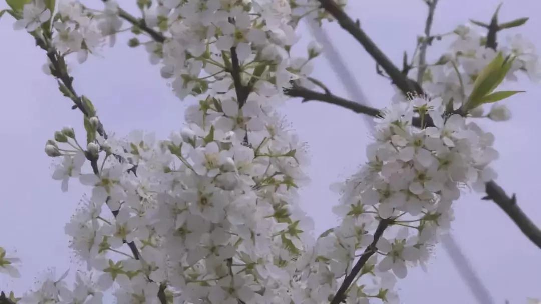 收藏！重庆最全李花观赏地出炉，开州有一个-泛亚电竞(图32)