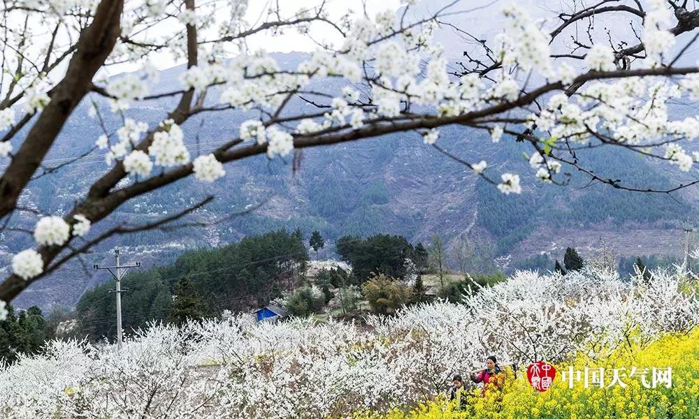 环球体育官网入口登录|收藏！重庆最全李花观赏地出炉，开州有一个(图38)