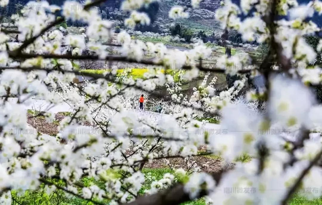 收藏！重庆最全李花观赏地出炉，开州有一个-泛亚电竞(图39)