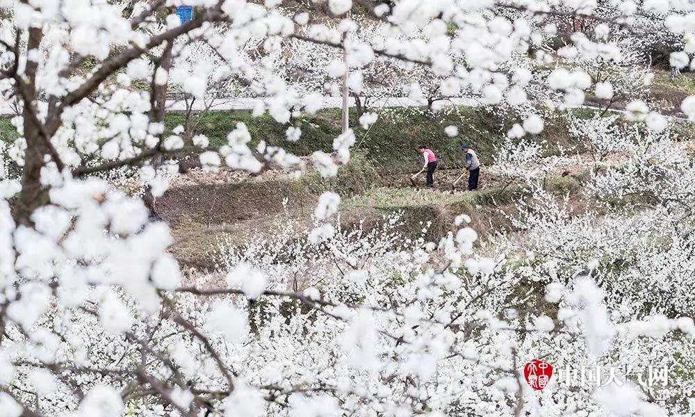 收藏！重庆最全李花观赏地出炉，开州有一个-泛亚电竞(图41)