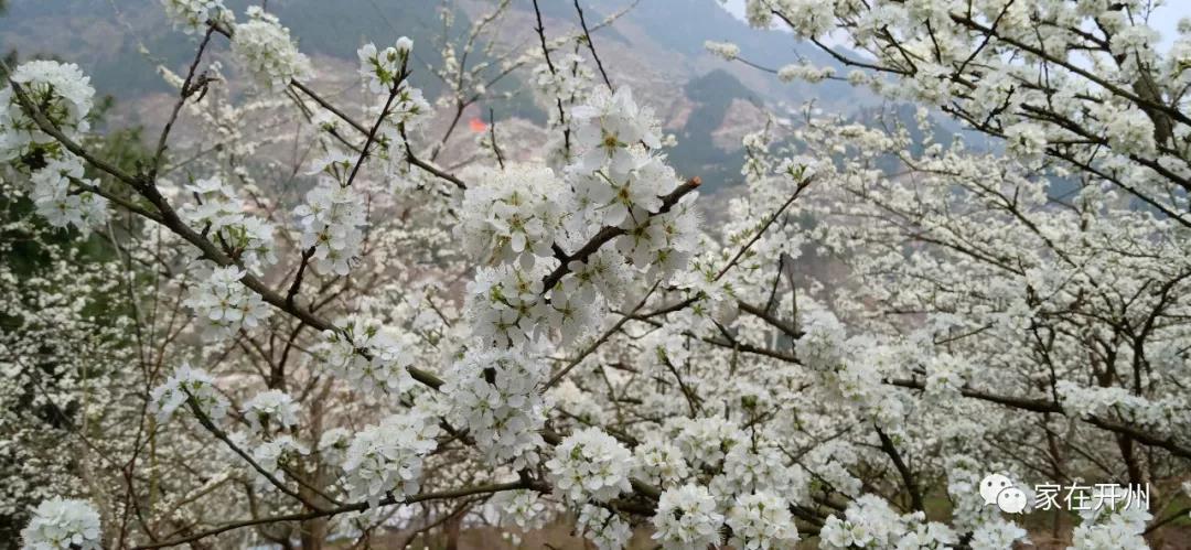 航拍开州黑泥沟李花，白茫茫的几片山，太美了！‘im电竞官方网站’(图4)