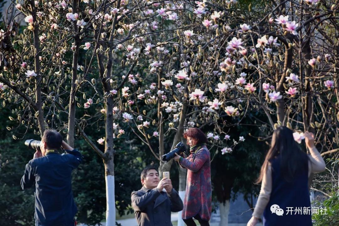 美女用镜头拍下的汉丰湖的花，你都认得吗？‘Kaiyun网站’