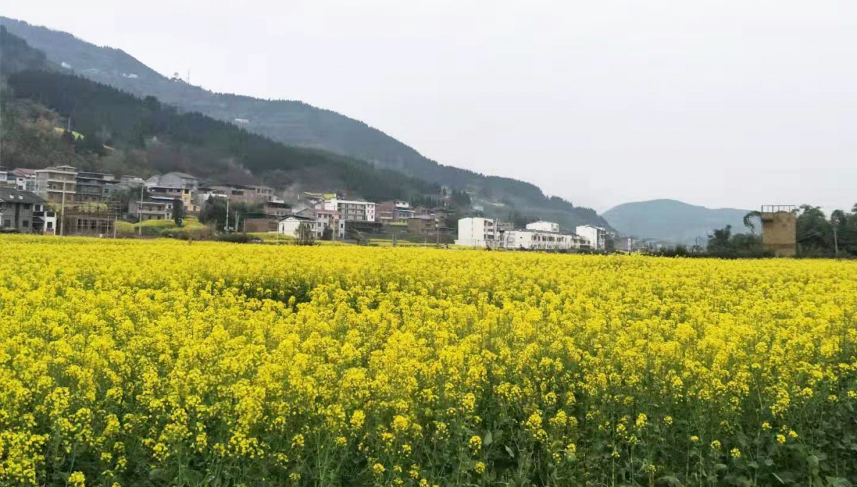 趁着周五人不多，来了一场说走就走的竹溪赏花游！“九游会ag真人官网”(图9)