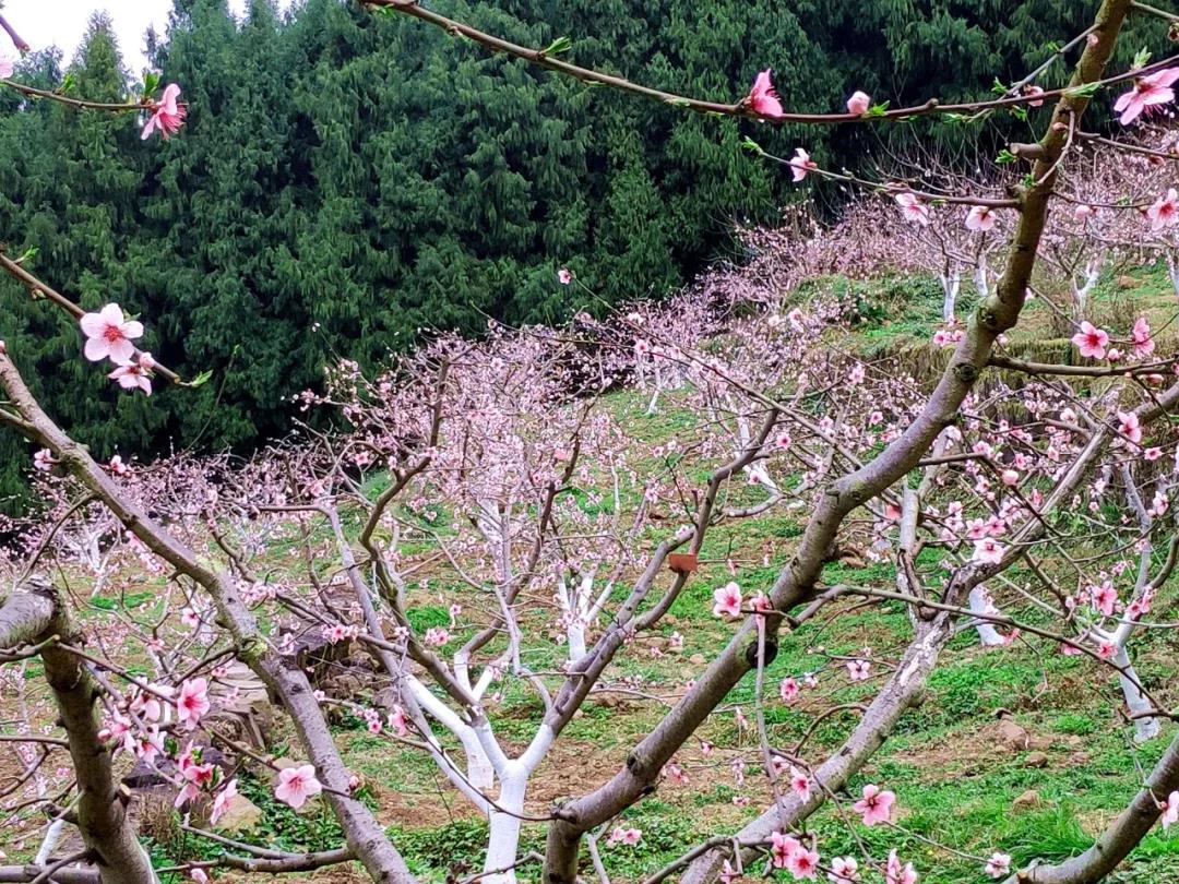 走哟！这里的桃花开啦！距离开州城区只有10公里【澳门银银河官方网址登录】(图2)