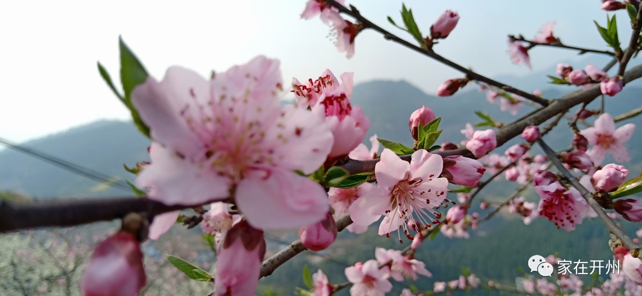 半岛官网App下载|航拍开州毛成桃花岛 , 美醉了！(图1)