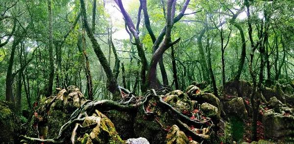 3月21—23日，重庆这18个森林旅游地免费3天！包括开州龙头嘴：AG体育App下载