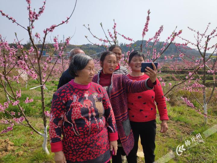 半岛官网App下载|大德镇刘家坪村有片桃花林，这两天花开得正好！(图1)