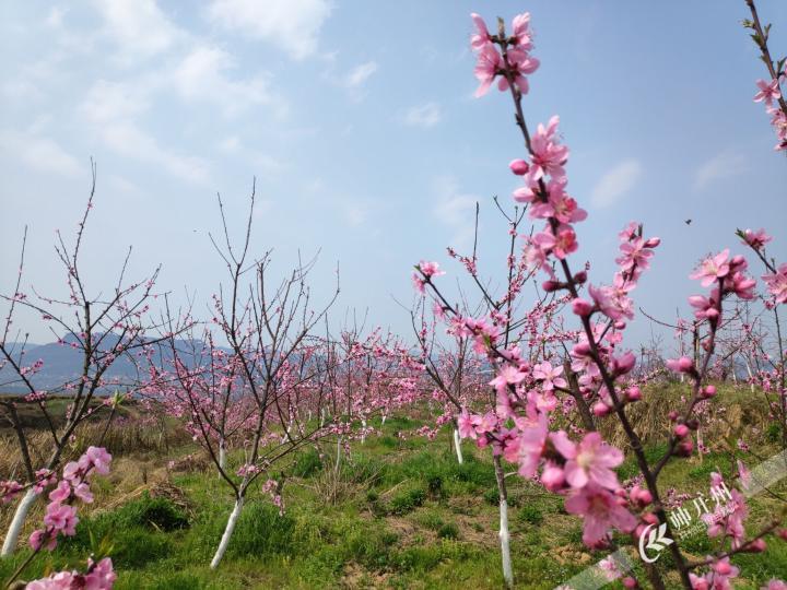 半岛官网App下载|大德镇刘家坪村有片桃花林，这两天花开得正好！(图2)