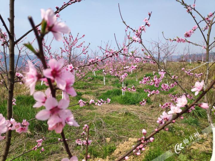 半岛官网App下载|大德镇刘家坪村有片桃花林，这两天花开得正好！(图5)