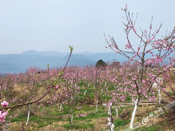 半岛官网App下载|大德镇刘家坪村有片桃花林，这两天花开得正好！(图4)