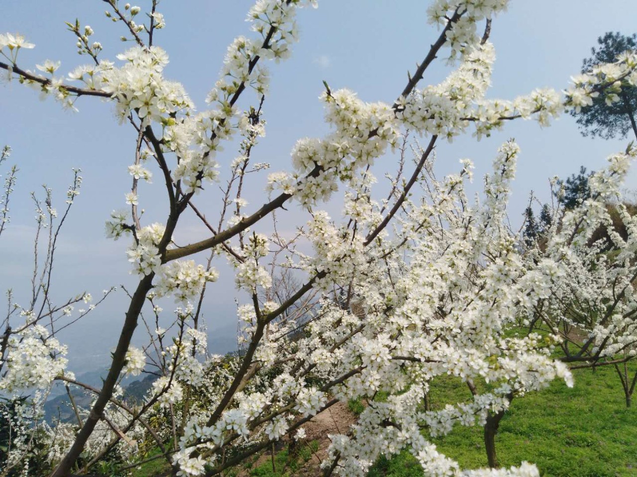 汉丰古寨李花开，开州城区最近的美景！_泛亚电竞官网(图2)