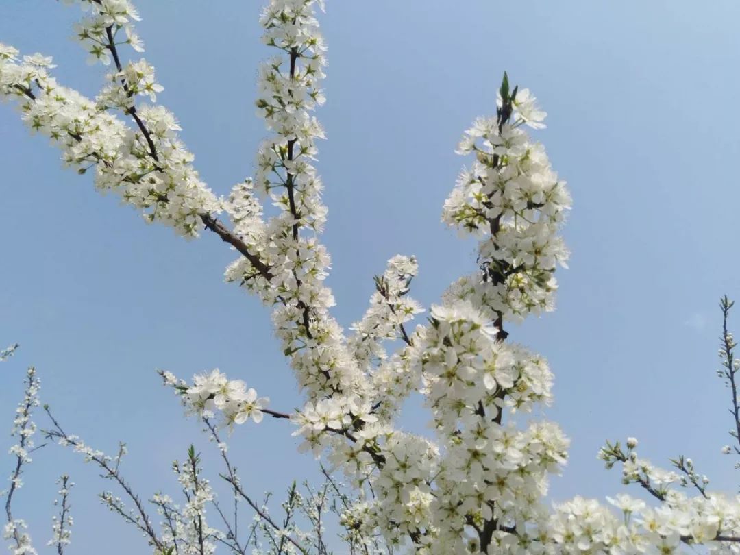 半岛官网App下载_汉丰古寨李花开，开州城区最近的美景！(图5)