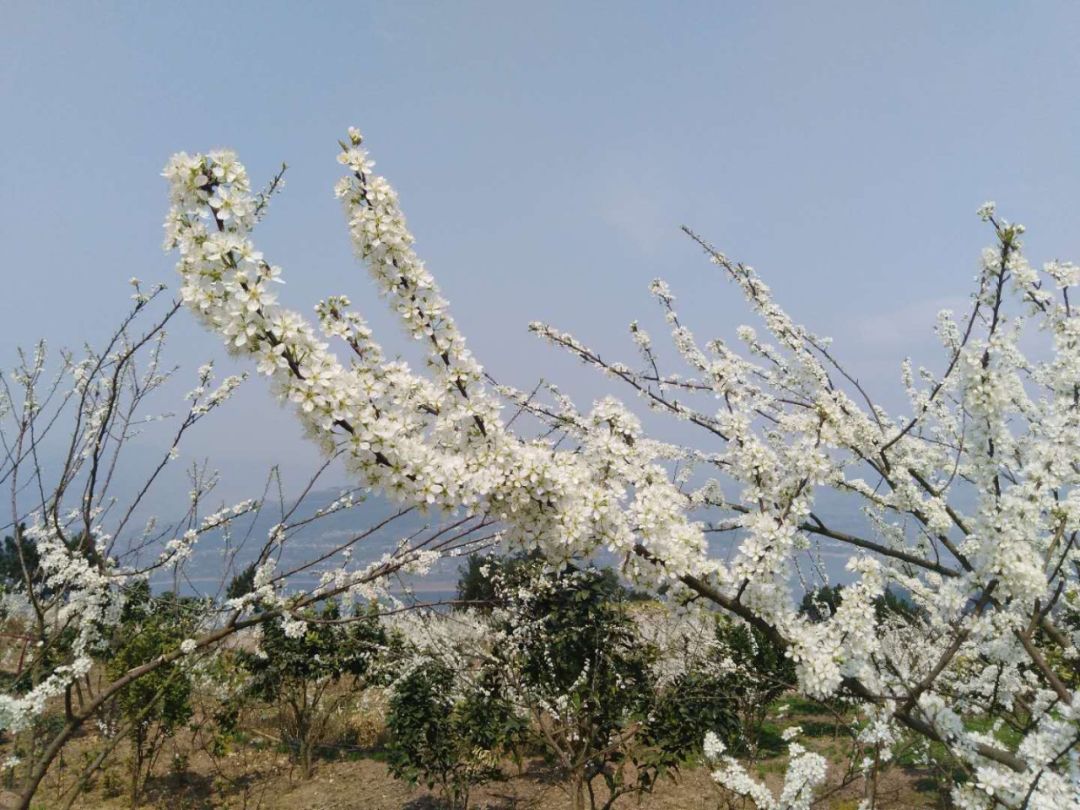 汉丰古寨李花开，开州城区最近的美景！“半岛官方下载入口”(图6)