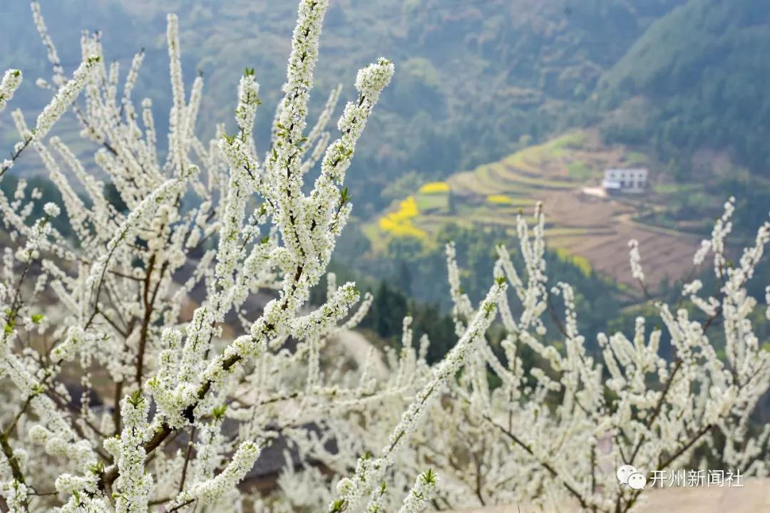 漂亮！开州南山有个青脆李基地，李花正开“白雪一片”‘雷火电竞首页’(图3)