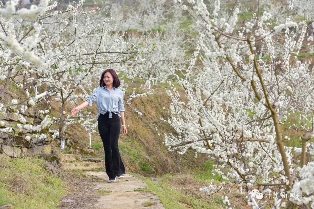 漂亮！开州南山有个青脆李基地，李花正开“白雪一片”‘雷火电竞首页’(图4)