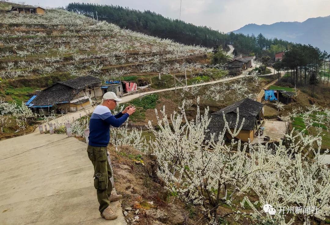 漂亮！开州南山有个青脆李基地，李花正开“白雪一片”‘雷火电竞首页’(图5)