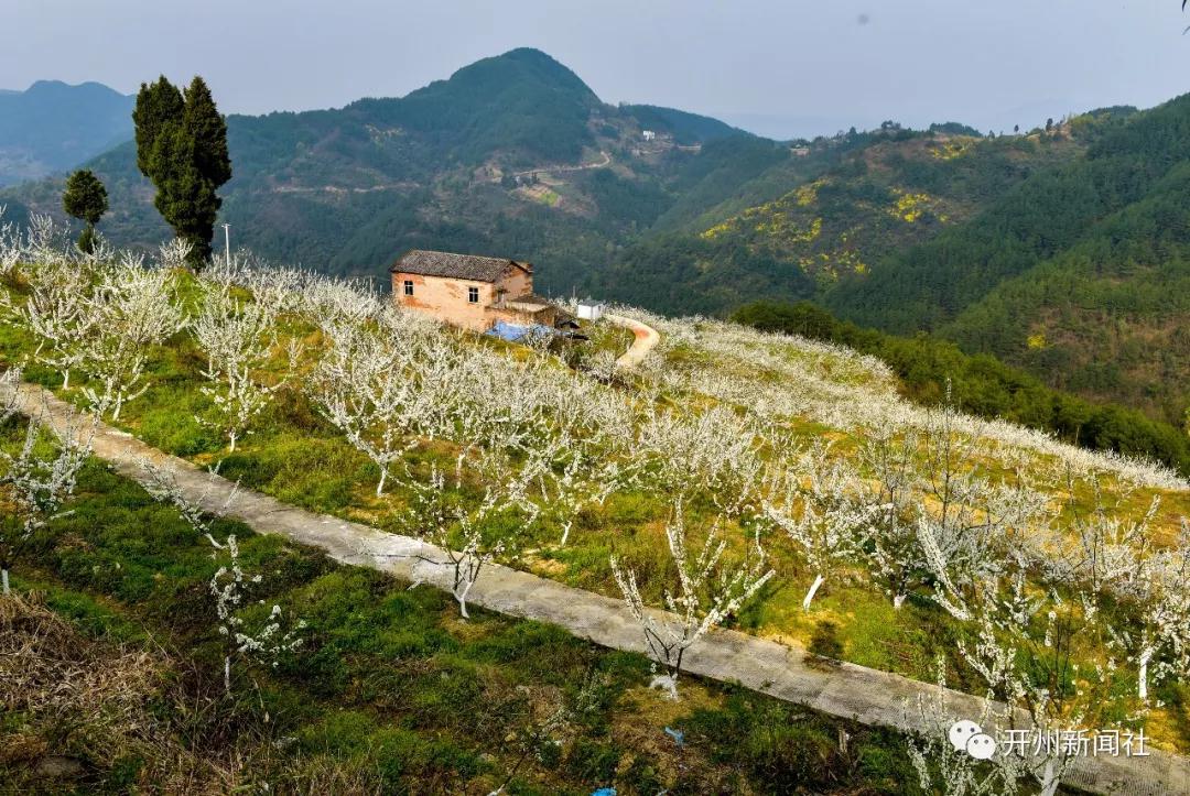 漂亮！开州南山有个青脆李基地，李花正开“白雪一片”‘雷火电竞首页’(图6)