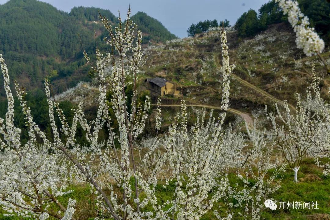 漂亮！开州南山有个青脆李基地，李花正开“白雪一片”‘雷火电竞首页’(图8)