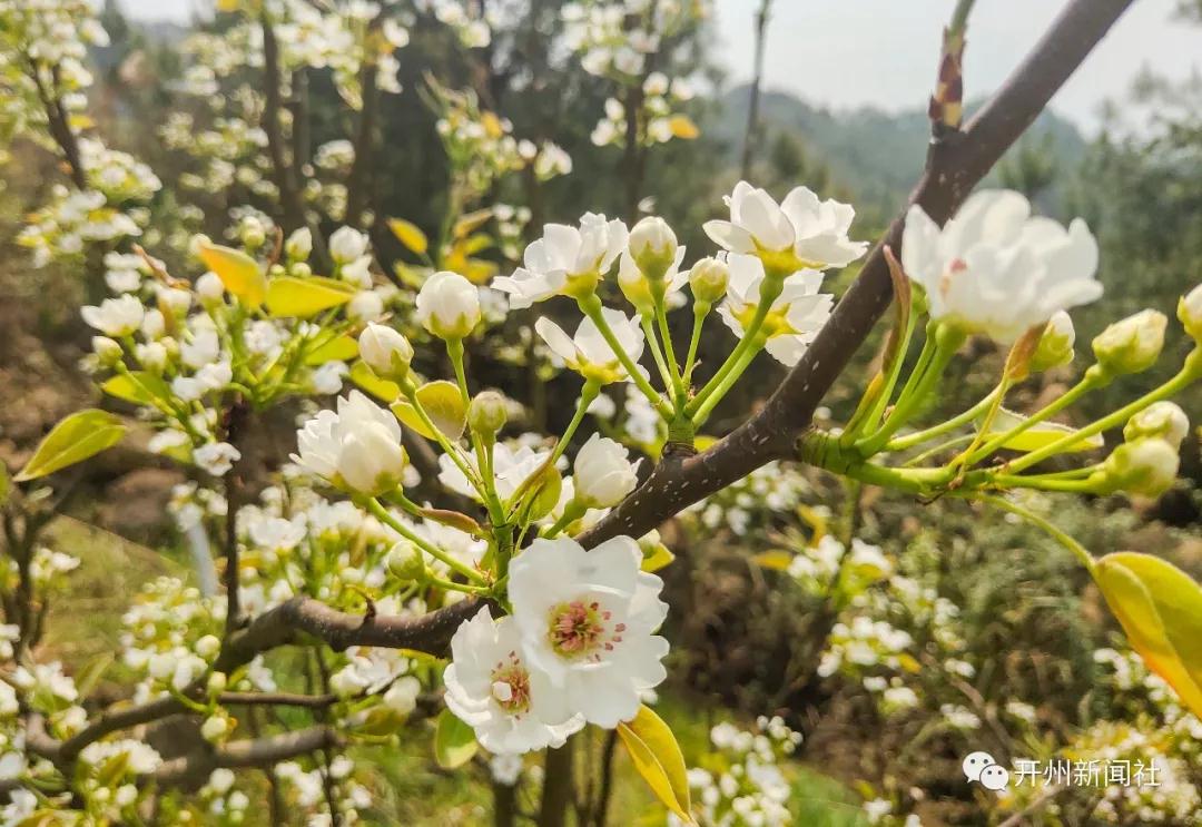 漂亮！开州南山有个青脆李基地，李花正开“白雪一片”‘雷火电竞首页’(图9)