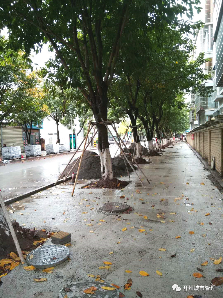ng28官网登录入口-前几天暴雨导致永宁街、汉丰街3株行道树被吹倒，幸好...(图4)