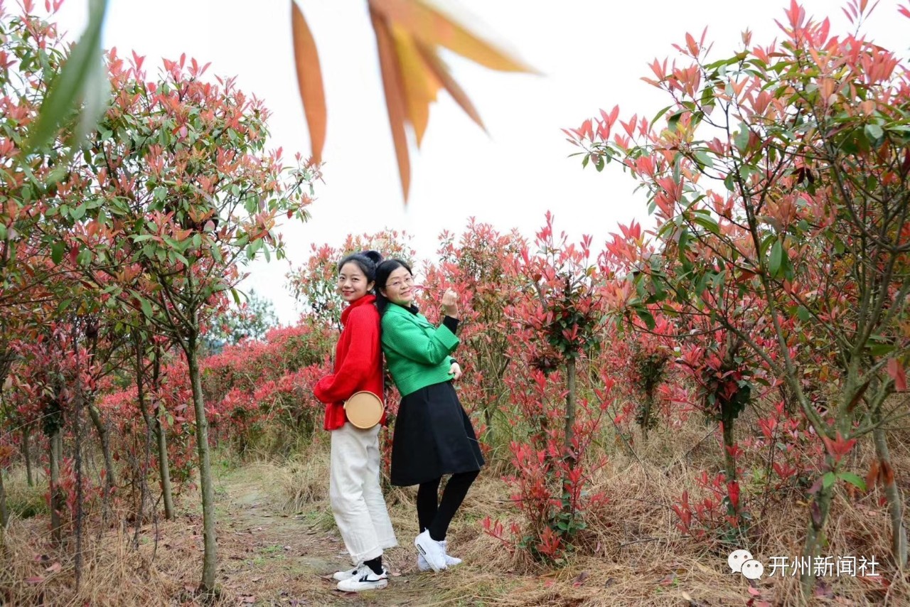 惊艳！看多了开州的桃红李白，你还可以去看红叶石楠火...：澳门威尼克斯人网站(图7)