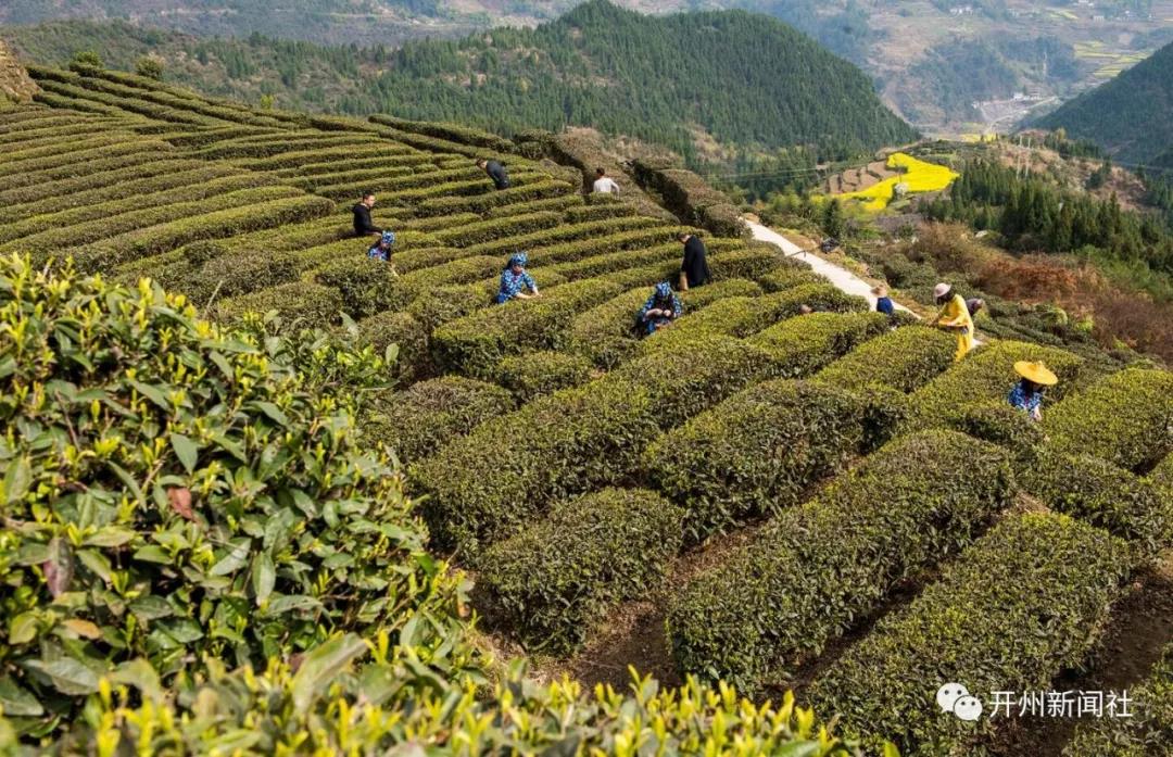 约吗？品尝春天时机正好！开州清明采茶季开始了‘雷火电竞在线登录官网’(图2)