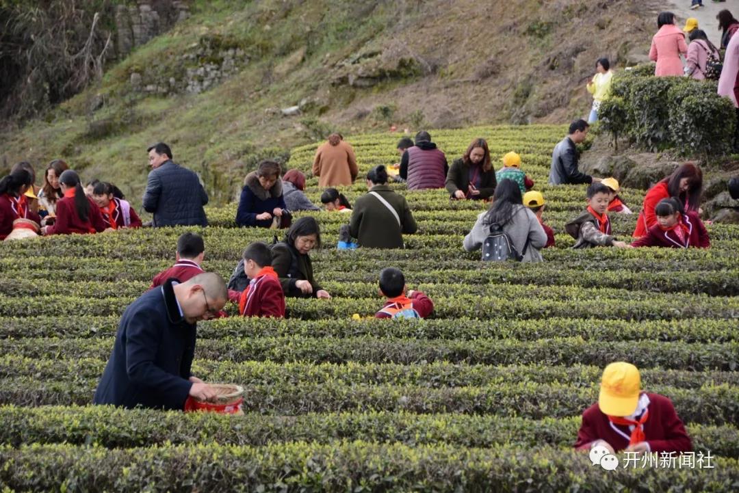 约吗？品尝春天时机正好！开州清明采茶季开始了‘雷火电竞在线登录官网’(图3)