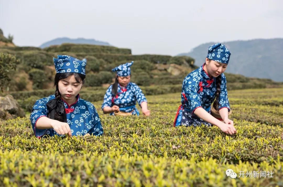 约吗？品尝春天时机正好！开州清明采茶季开始了|kaiyun官网(图5)