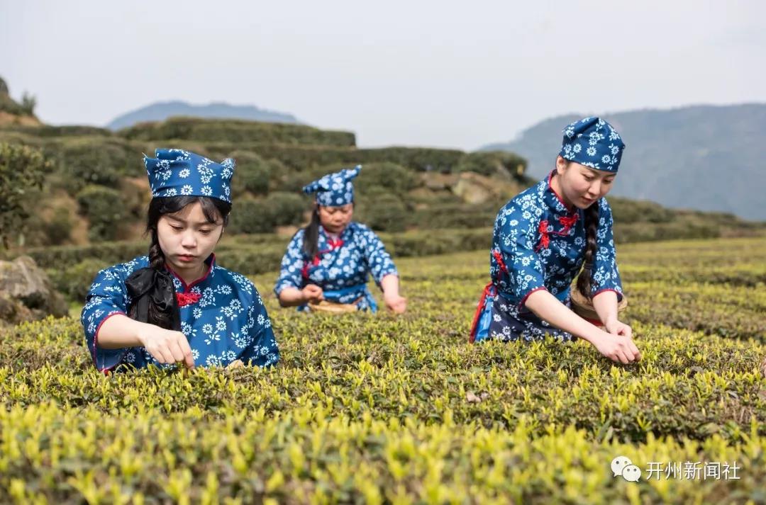 约吗？品尝春天时机正好！开州清明采茶季开始了‘雷火电竞在线登录官网’(图5)