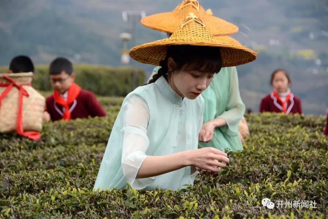 约吗？品尝春天时机正好！开州清明采茶季开始了‘雷火电竞在线登录官网’(图7)